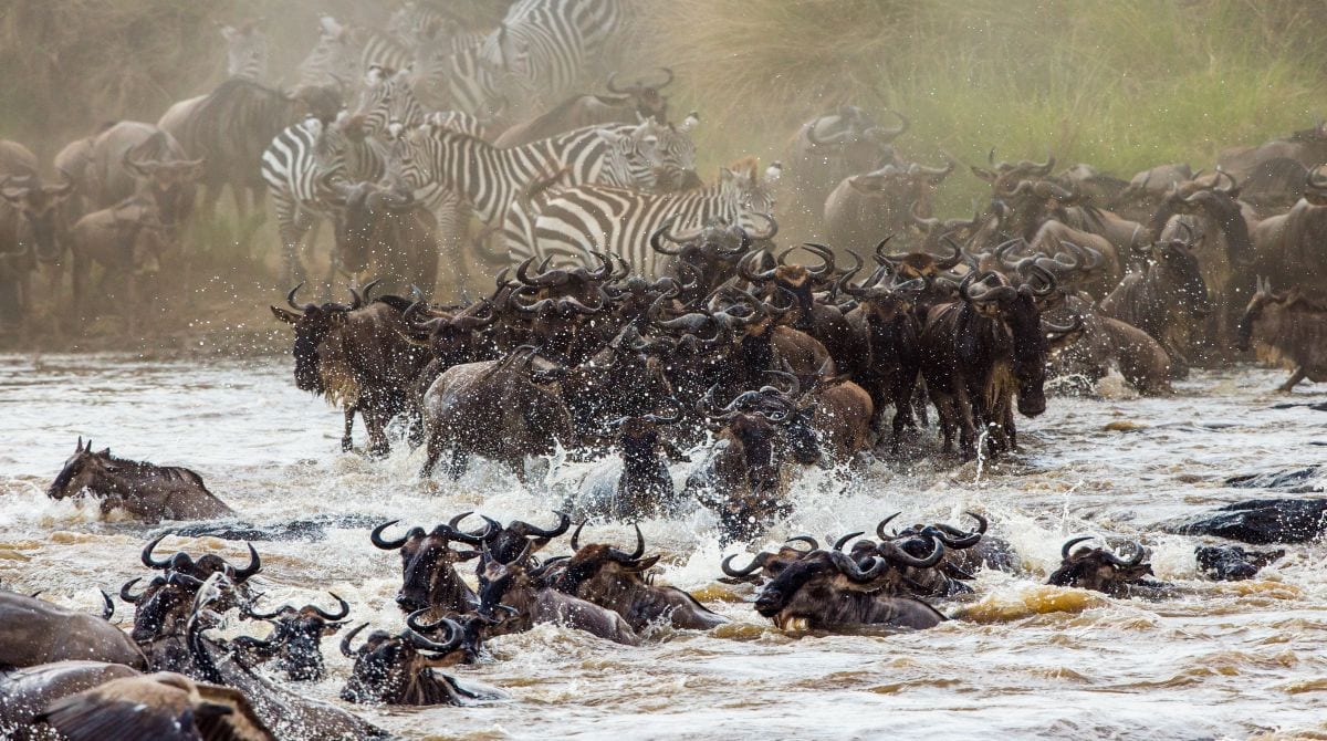Serengeti wildebeest migration