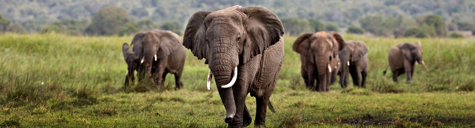tarangire elephats