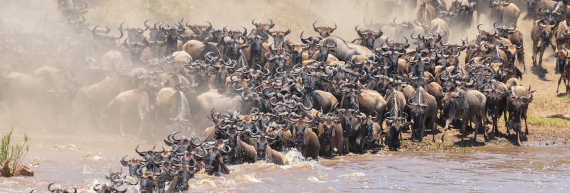 8-Days-Serengeti-Migration-Safari.