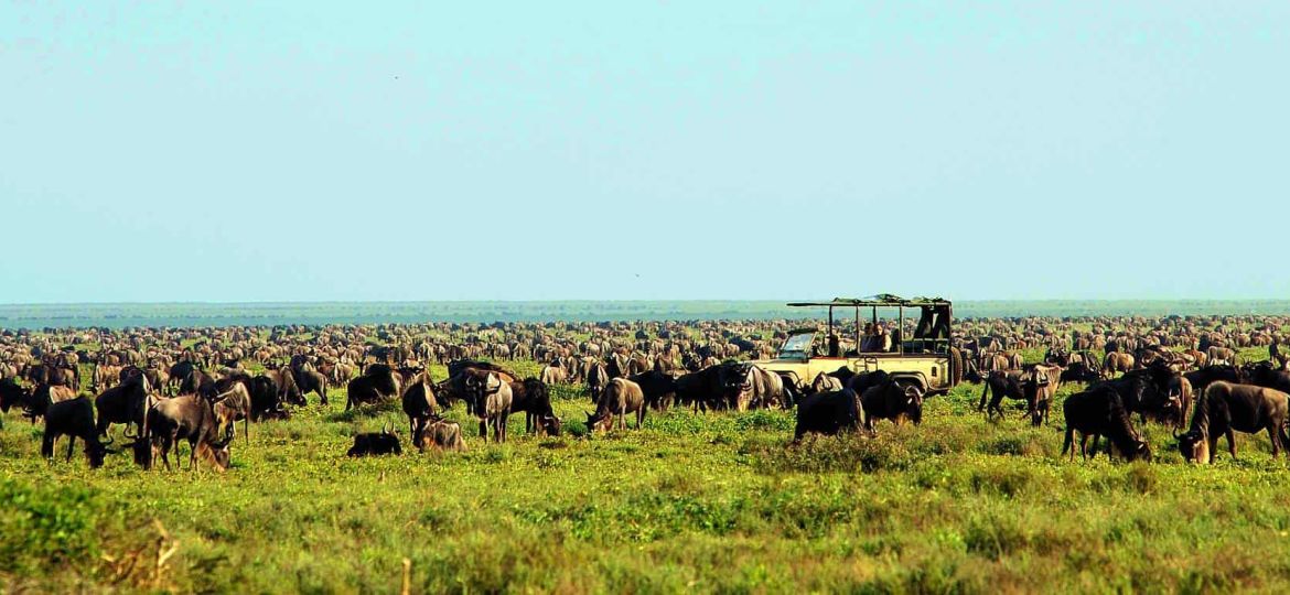 the-great-wildebeest-migration-serengeti-ndutu-region